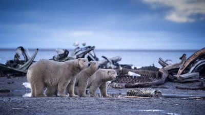 Alaska: Vương Quốc Băng Giá - Alaska: Earth's Frozen Kingdom